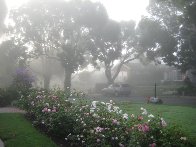 霧の庭(s).jpg