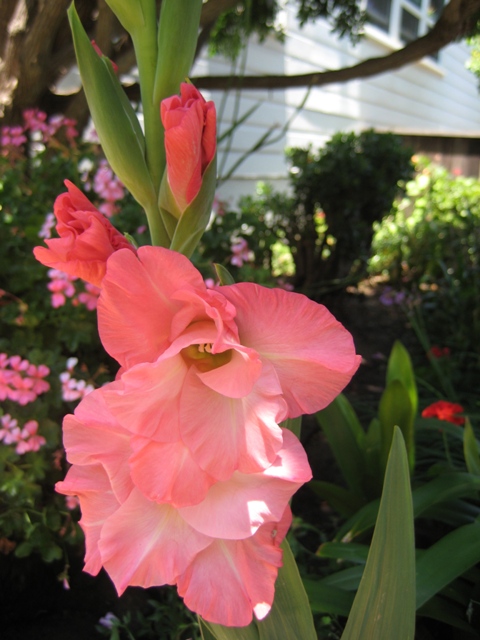 gladiolus(small).jpg