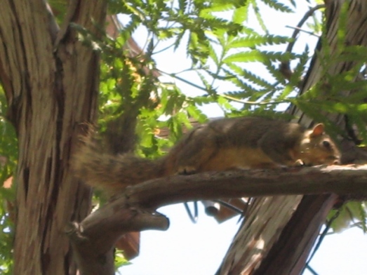 squirrel(small).jpg
